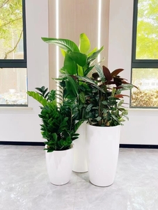 海曙盆景出租，开启创意绿植租赁之旅